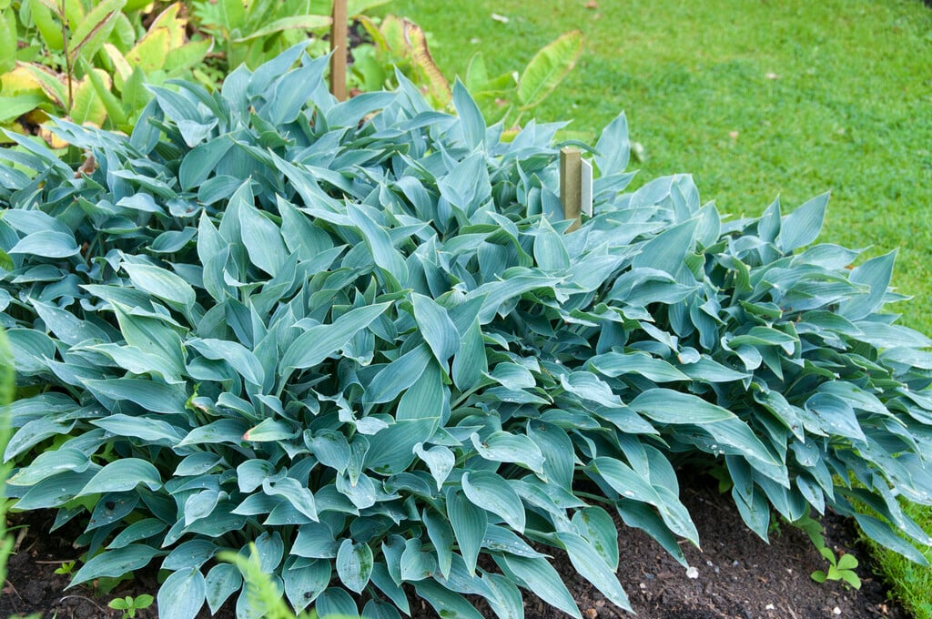 plantain lily 'Hadspen Heron'