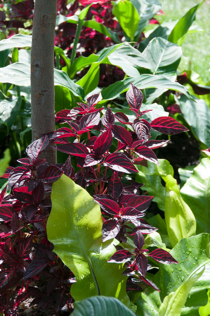 <i>Iresine</i> <i>herbstii</i> 'Brilliantissima'