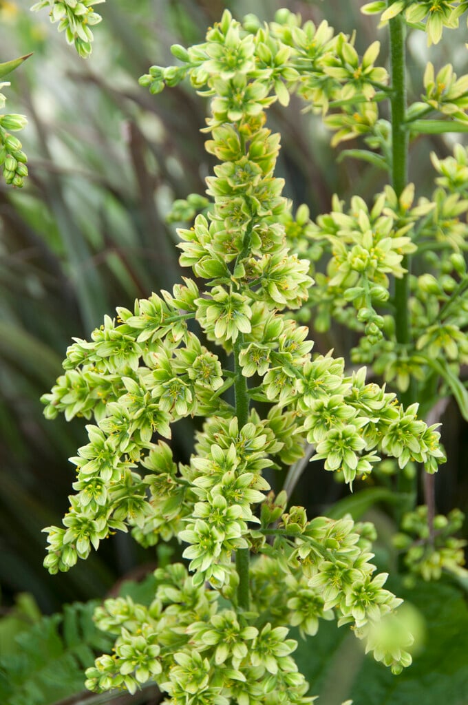 Schindler's false hellebore