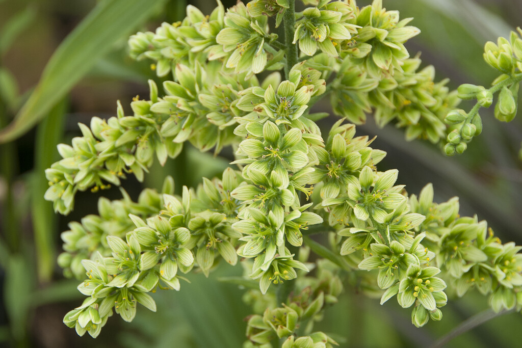 Schindler's false hellebore