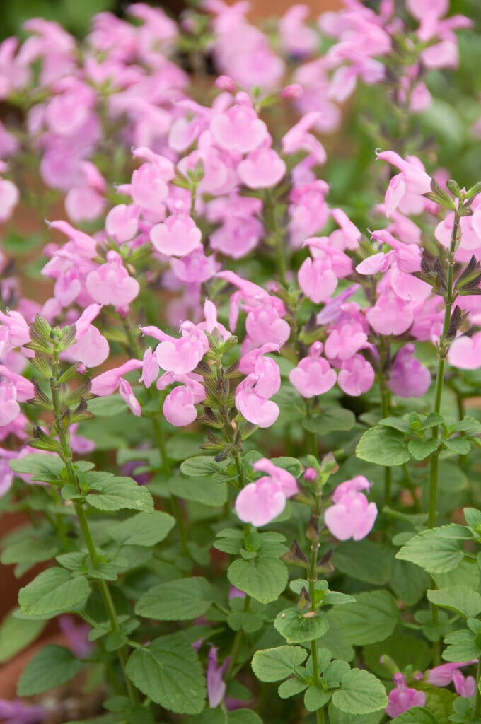 <i>Salvia</i> 'Flower Child'