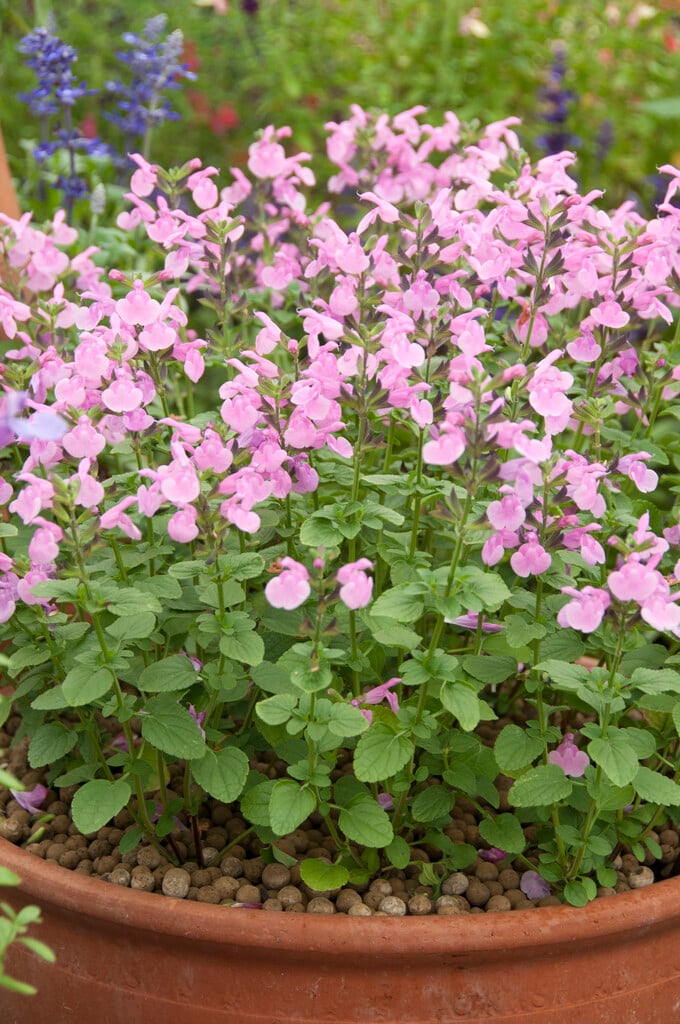 <i>Salvia</i> 'Flower Child'