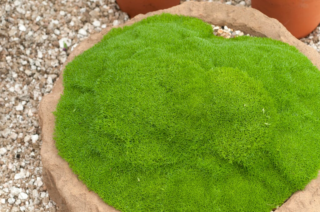 two-flowered knawel