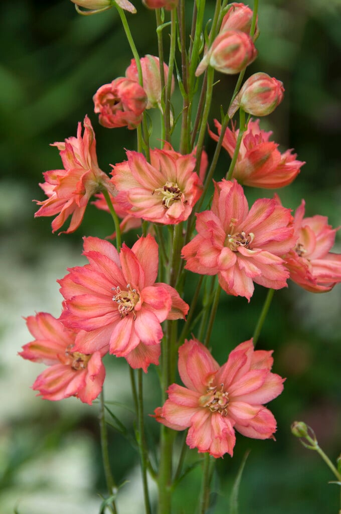 <i>Delphinium</i> [<span style="font-variant: small-caps;">Red Caroline</span>] ('Bartwentyfive')