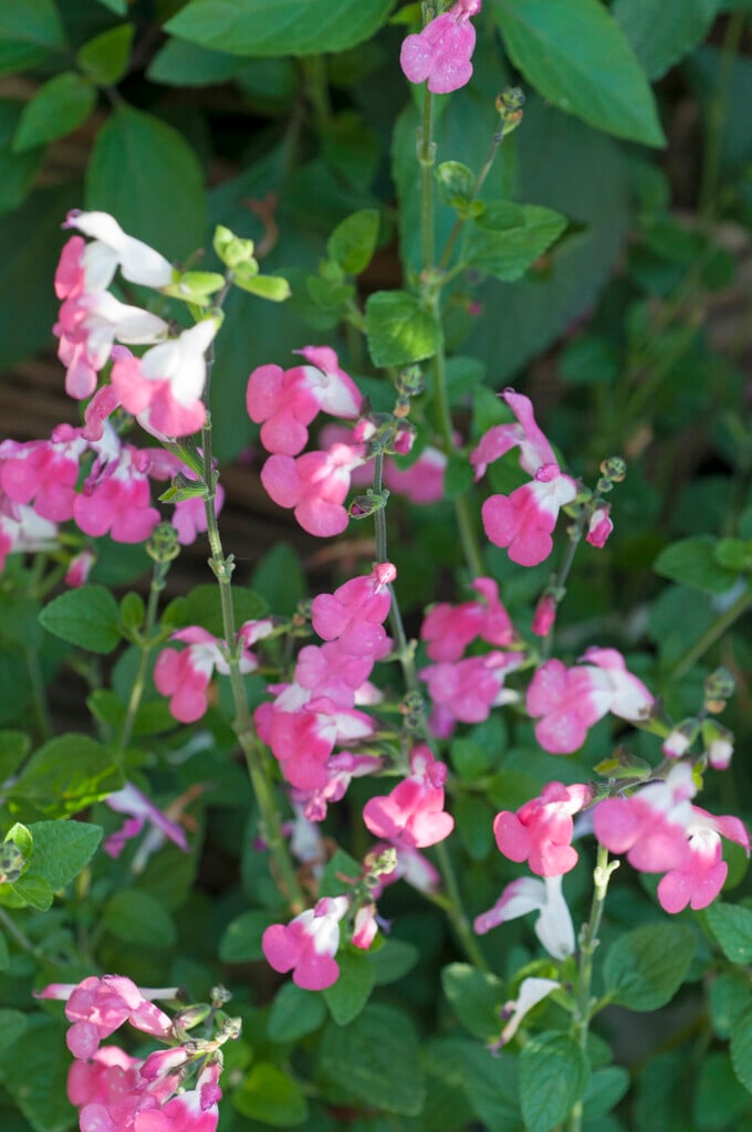 sage 'Jeremy'