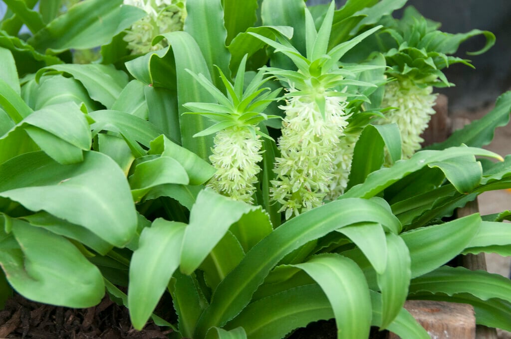 zambesiaca Zambesi pineapple lily Bulbs/RHS Gardening