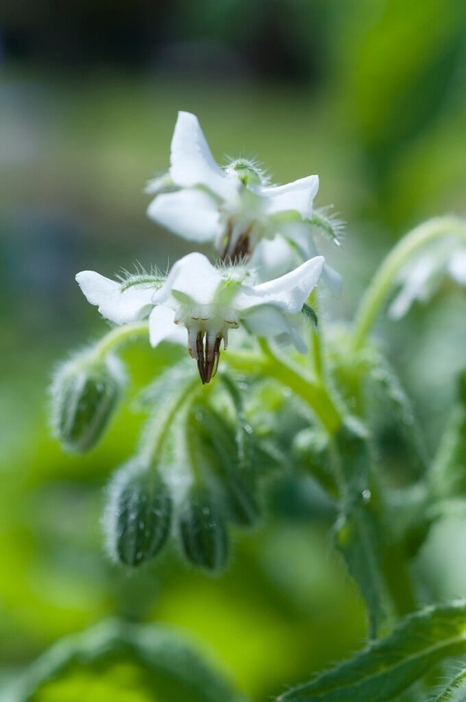 <em>Borago</em> <em>officinalis</em> 'Alba'