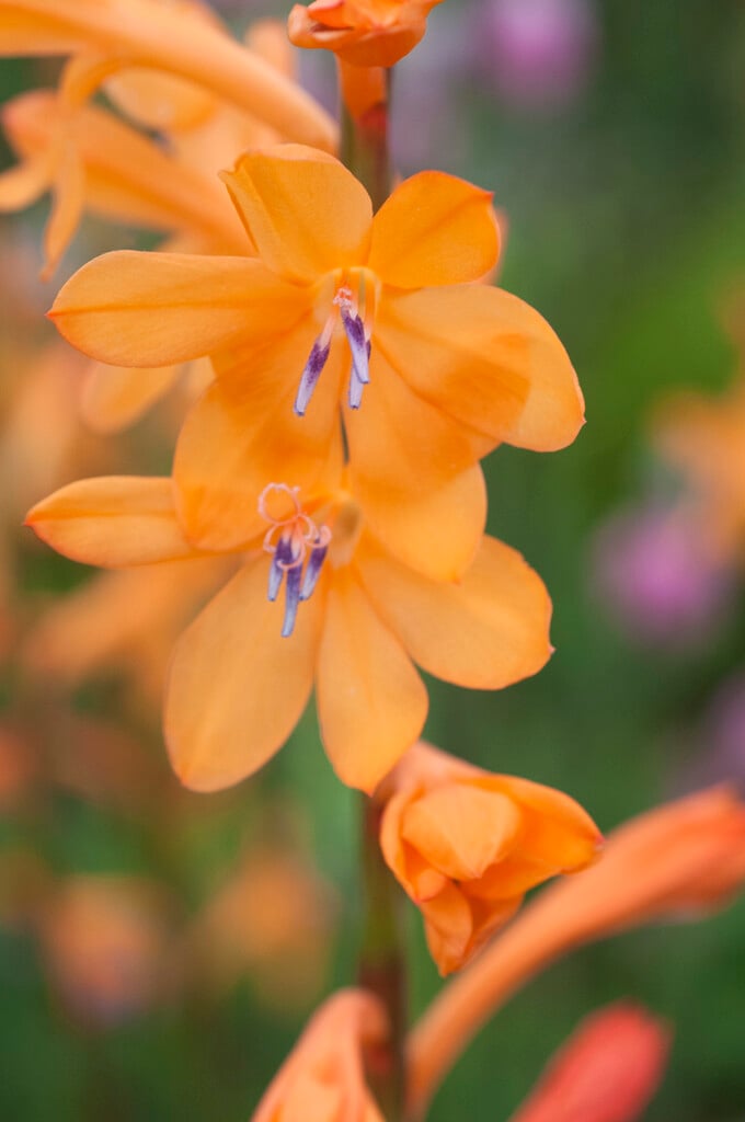 <i>Watsonia</i> Tresco hybrids