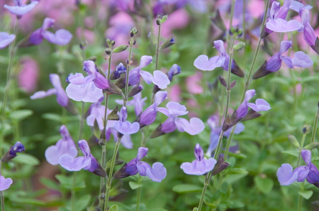 sage 'Blue Merced'