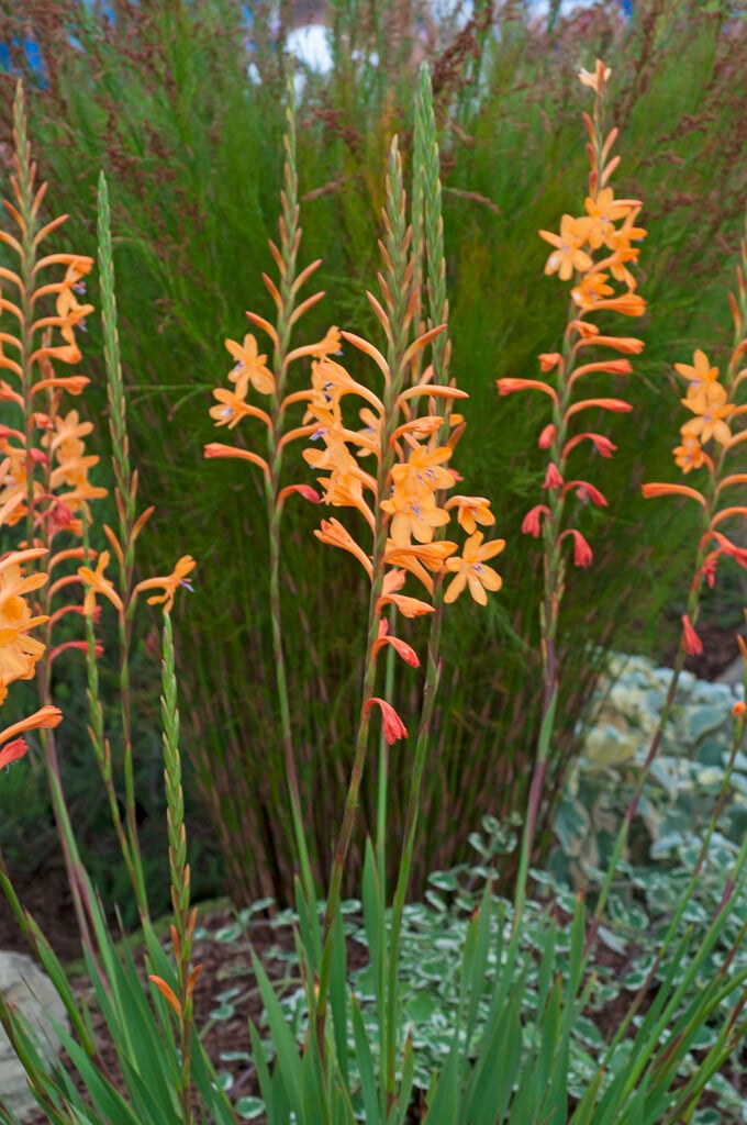 <i>Watsonia</i> Tresco hybrids
