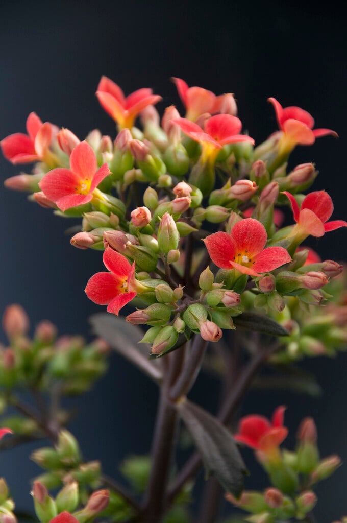 <i>Kalanchoe</i> 'Dorothy'