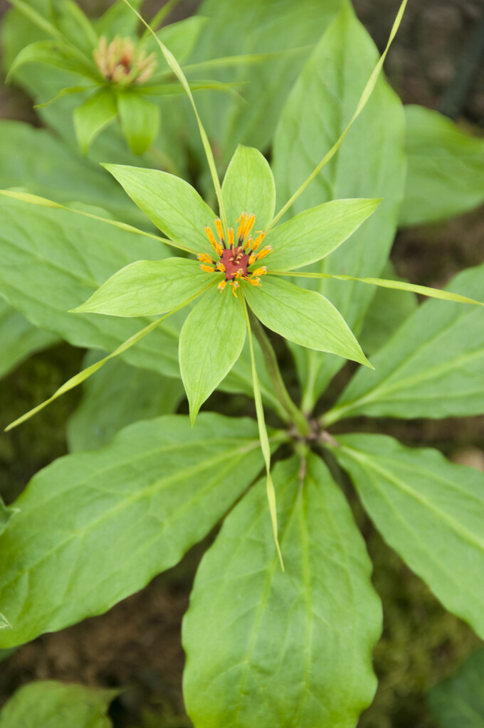 <i>Paris</i> <i>polyphylla</i> var. <i>stenophylla</i>