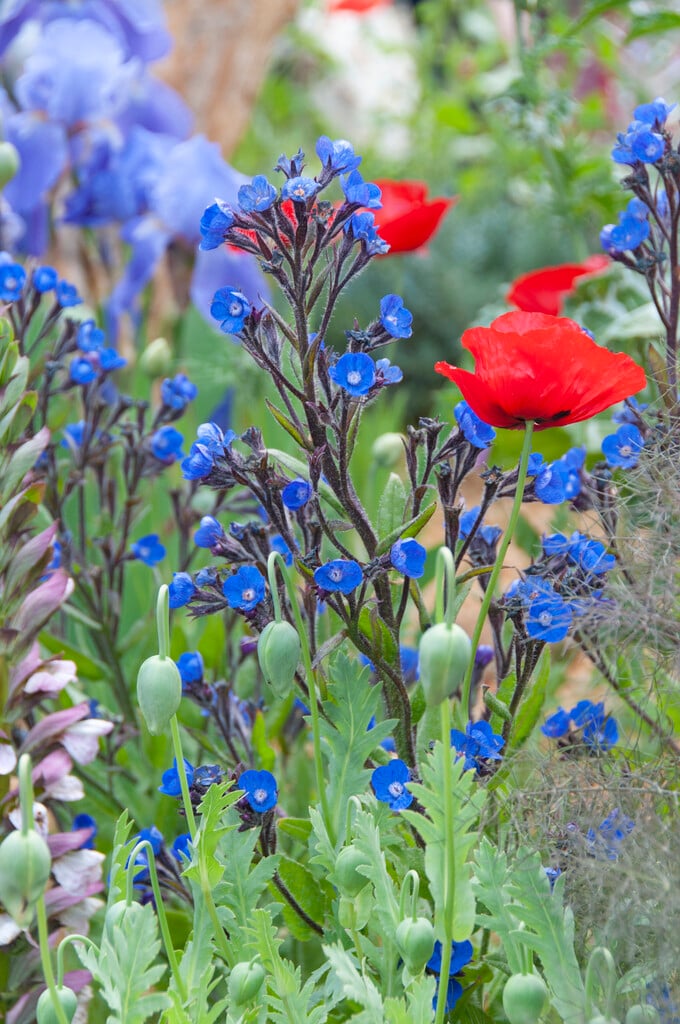 bugloss 'Dropmore'