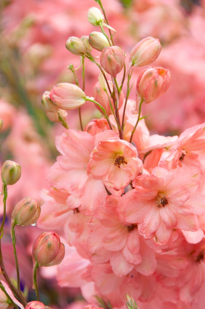 <i>Delphinium</i> 'Coral Sunset' (d)