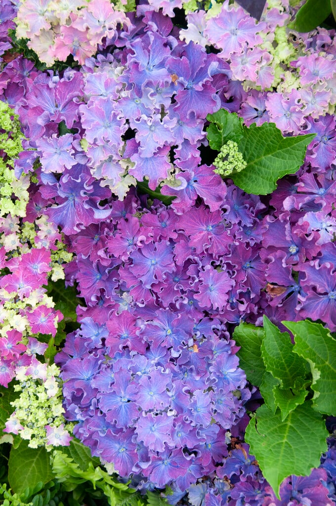hydrangea [Curly Sparkle]