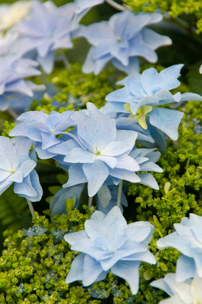 Hydrangea macrophylla 'Jōgasaki' (L/d) | hydrangea 'Jōgasaki'
