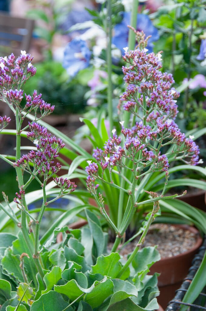 <i>Limonium</i> [<span style="font-variant: small-caps;">Salt Lake</span>] ('Zalimsal')