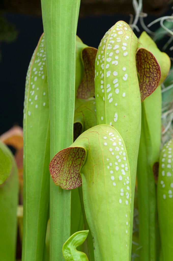 <i>Sarracenia</i> <i>minor</i> 'Okee Giant'