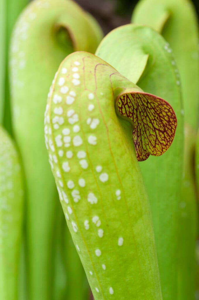 <i>Sarracenia</i> <i>minor</i> 'Okee Giant'