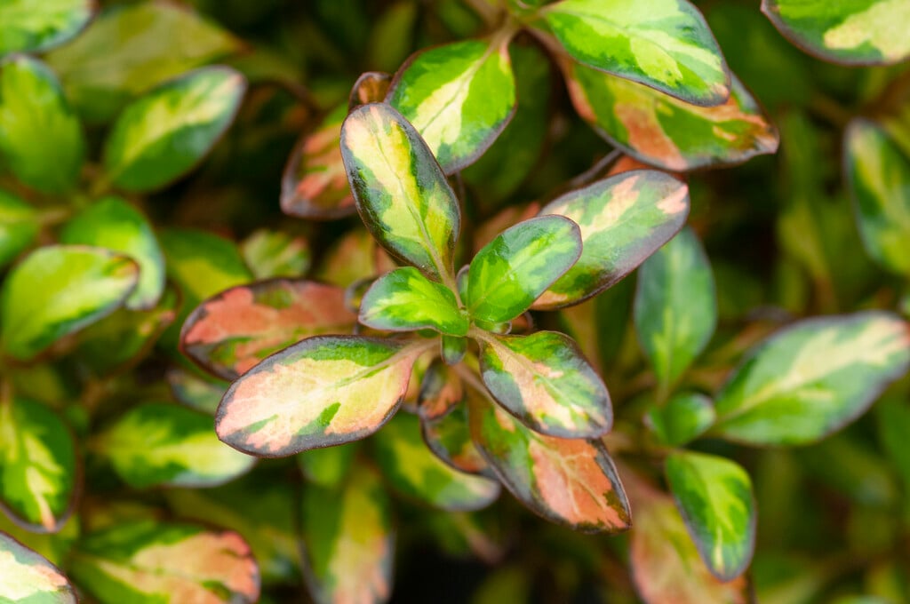 looking-glass plant 'Evening Glow'