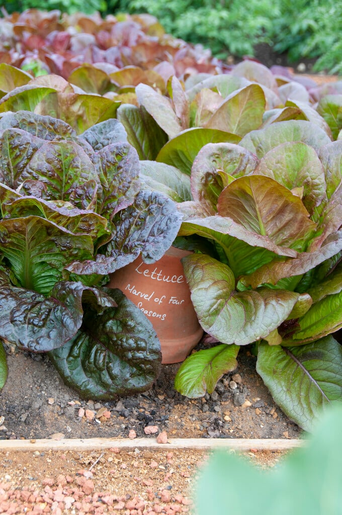 lettuce 'Marvel of Four Seasons'