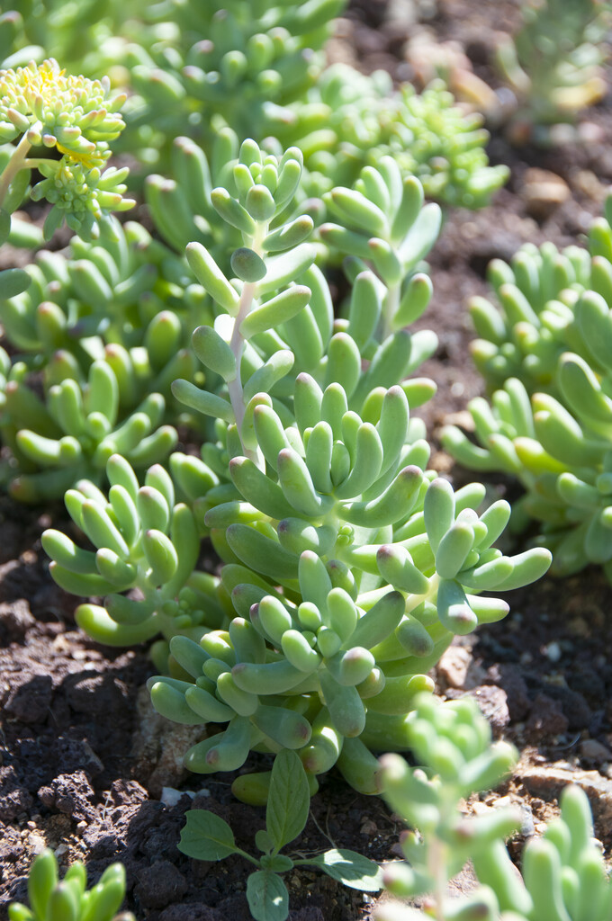 <i>Sedum</i> <i>pachyphyllum</i>