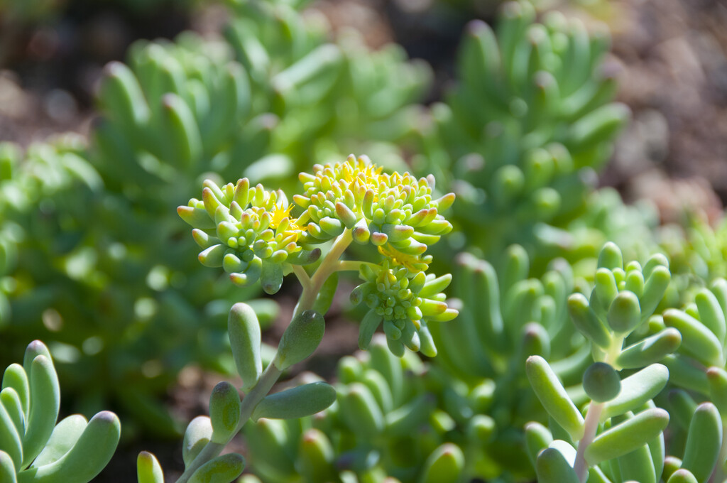 <i>Sedum</i> <i>pachyphyllum</i>