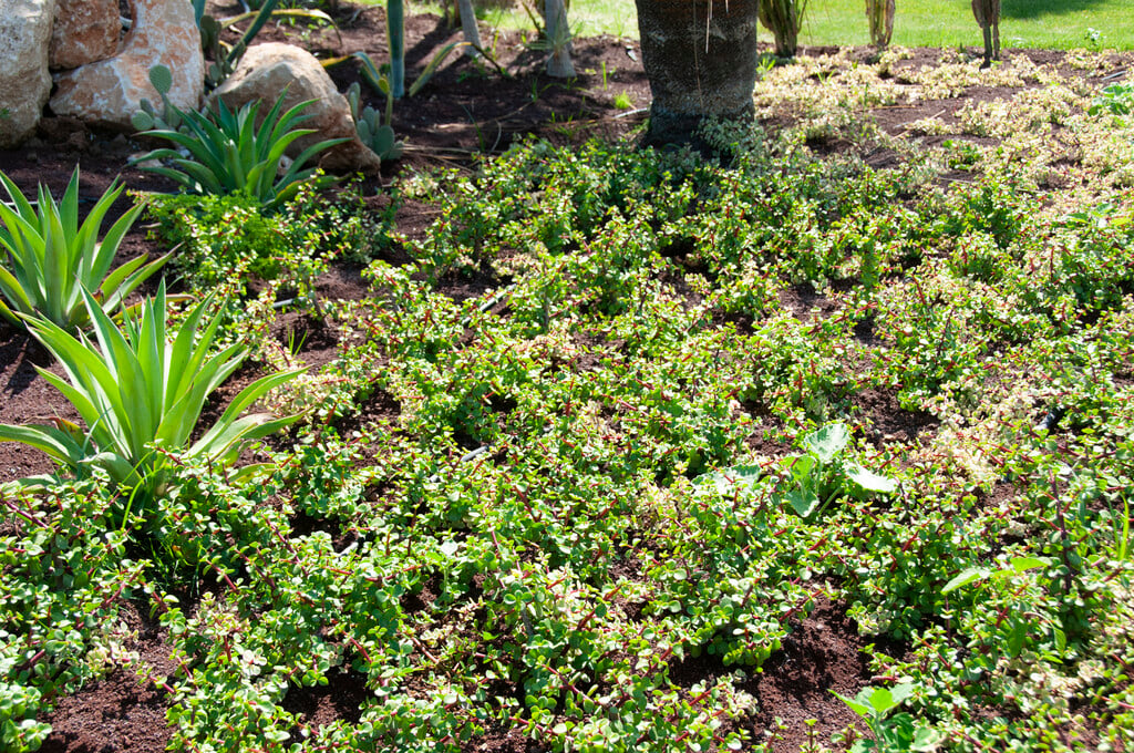 elephant bush