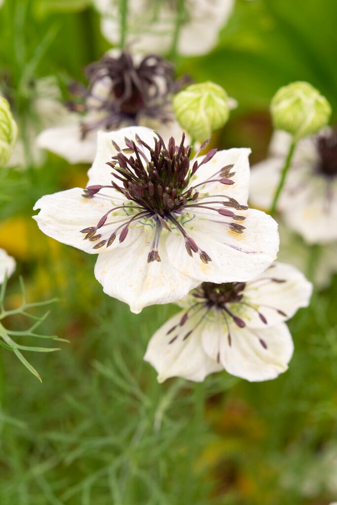 papillose-leaved love-in-a-mist