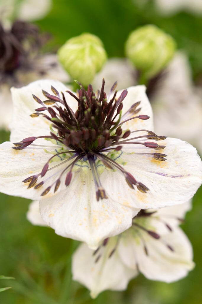 papillose-leaved love-in-a-mist