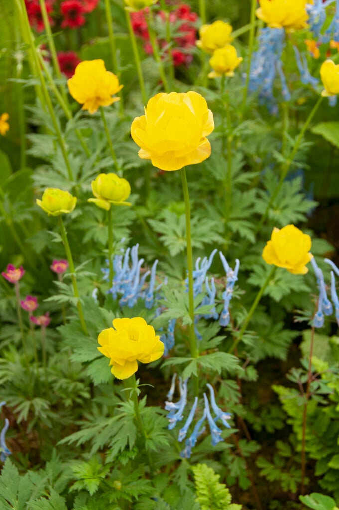 <i>Trollius</i> <i>europaeus</i> 'Lemon Supreme'