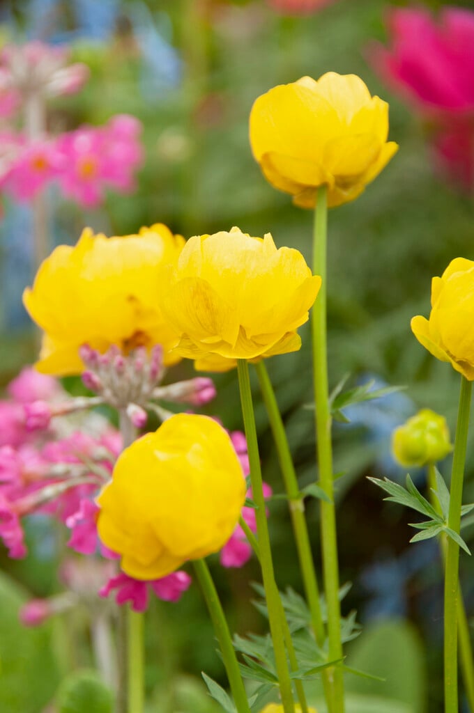 <i>Trollius</i> <i>europaeus</i> 'Lemon Supreme'