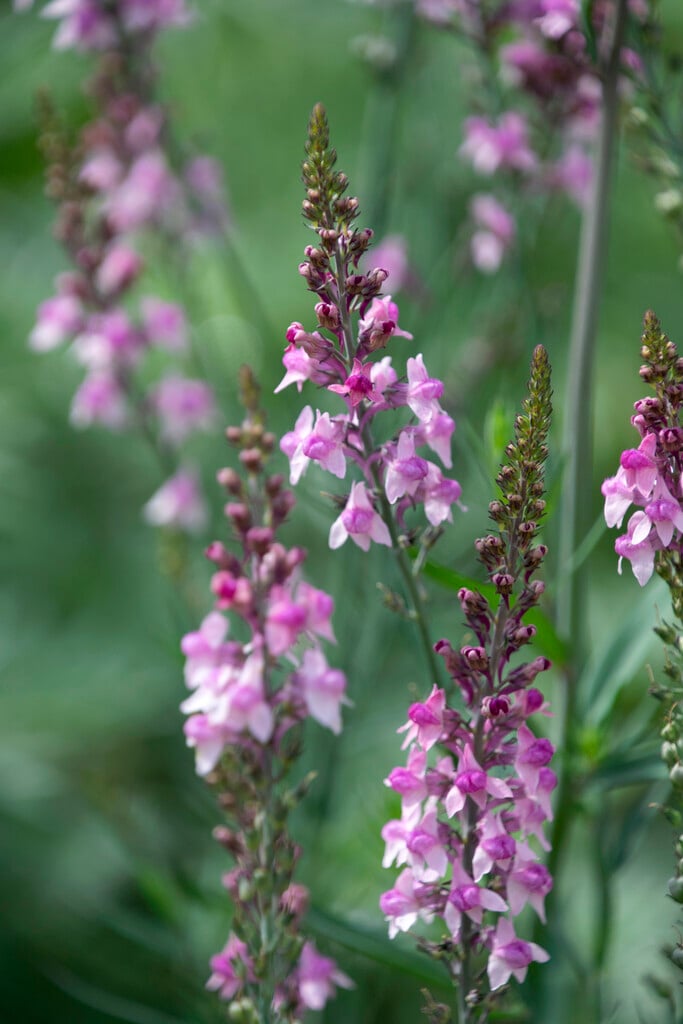 <i>Linaria</i> 'Pink Kisses'