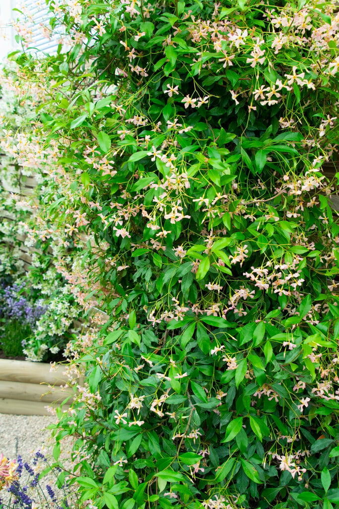 Trachelospermum Asiaticum Pink Showers Asiatic Jasmine Pink Showers Climber Wall Shrub RHS