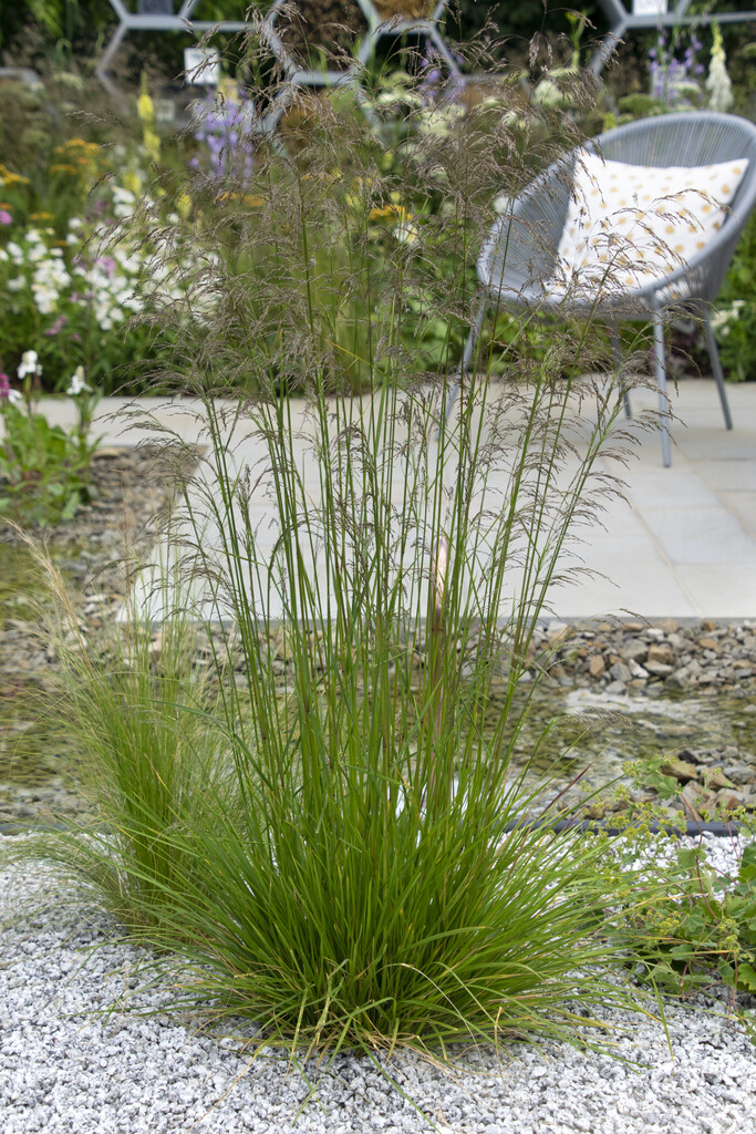 tufted hair grass