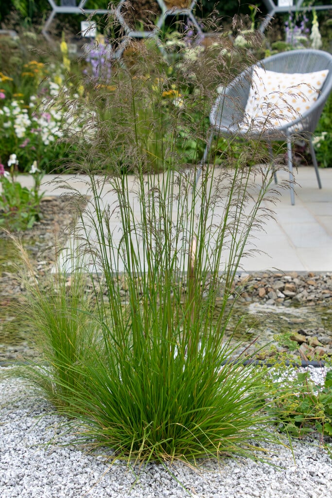 tufted hair grass