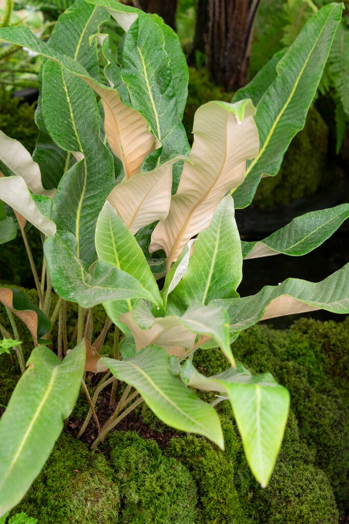 Shearer's felt fern