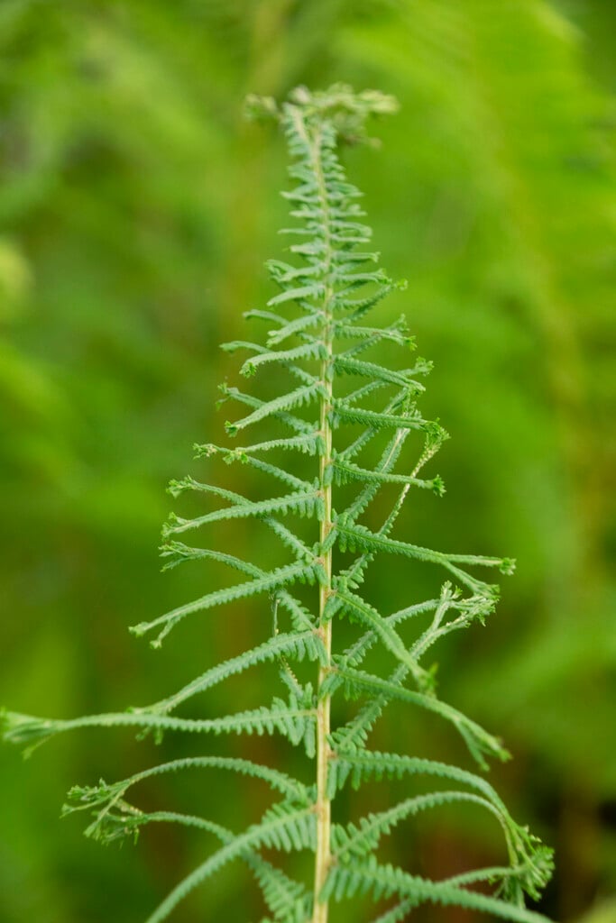 lady fern 'Victoriae'