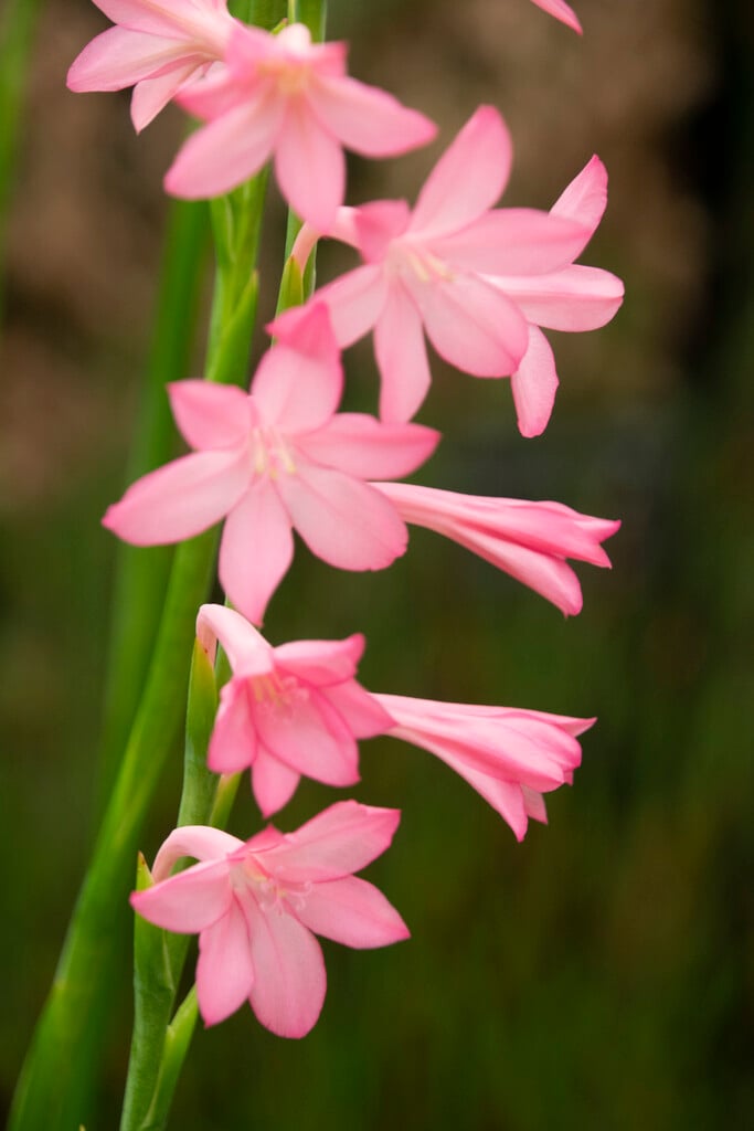 <i>Watsonia</i> <i>knysnana</i>