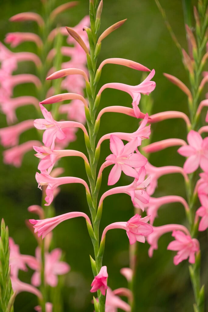 <i>Watsonia</i> <i>knysnana</i>