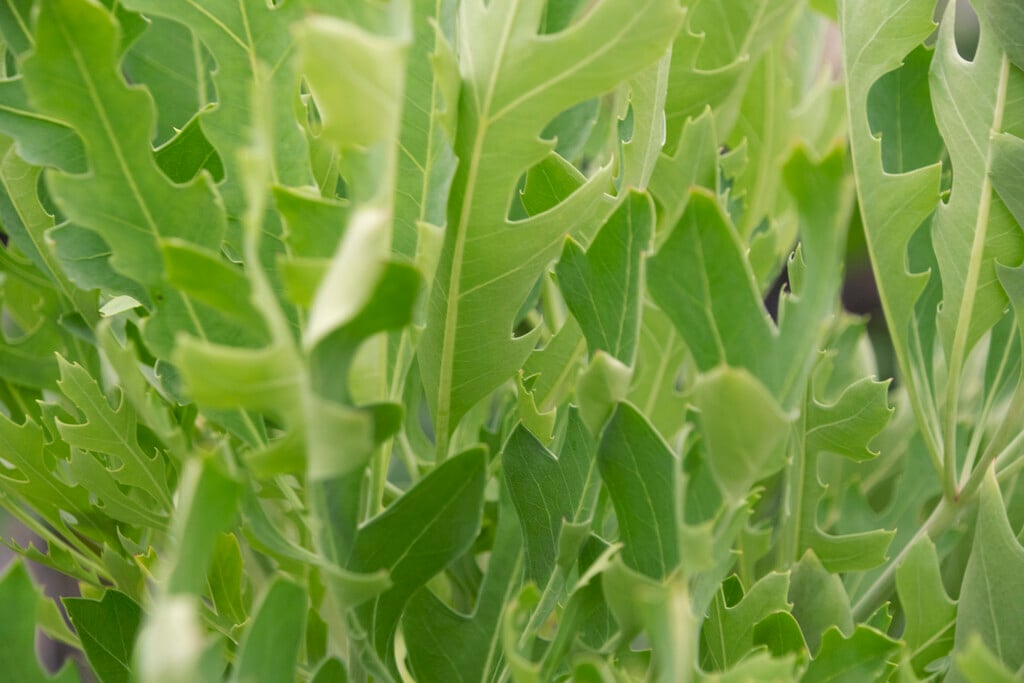 mountain cabbage tree