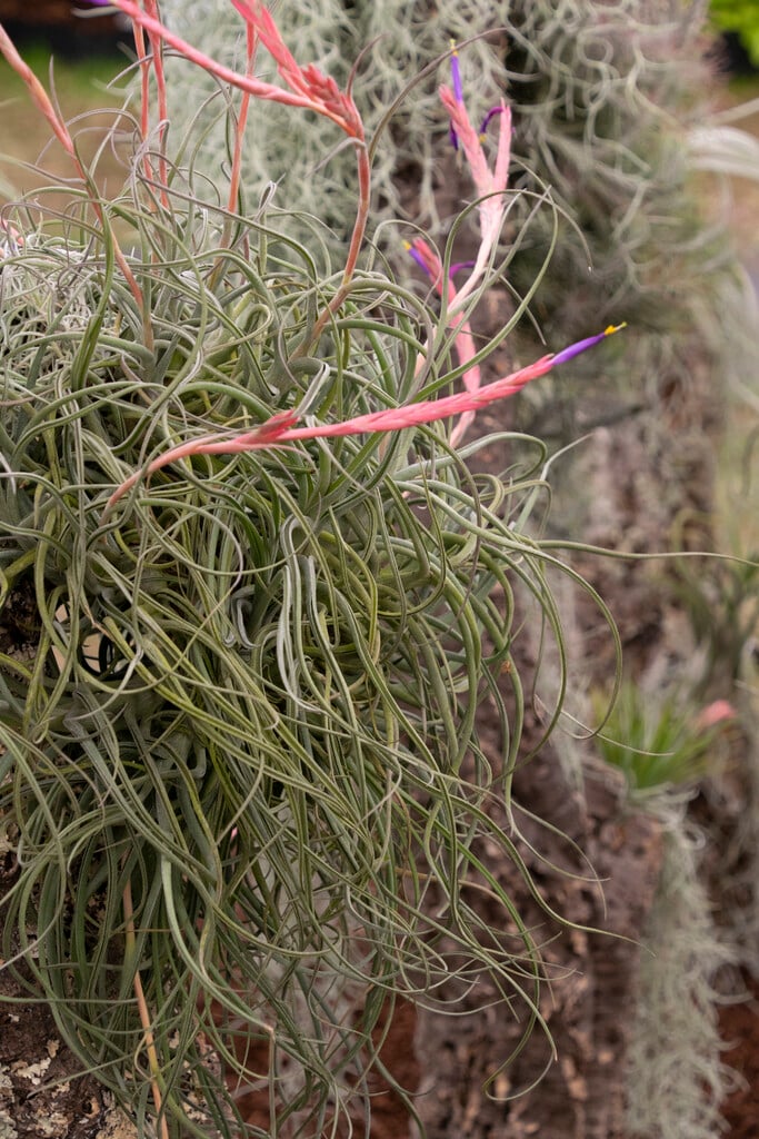 <i>Tillandsia</i> <i>baileyi</i>