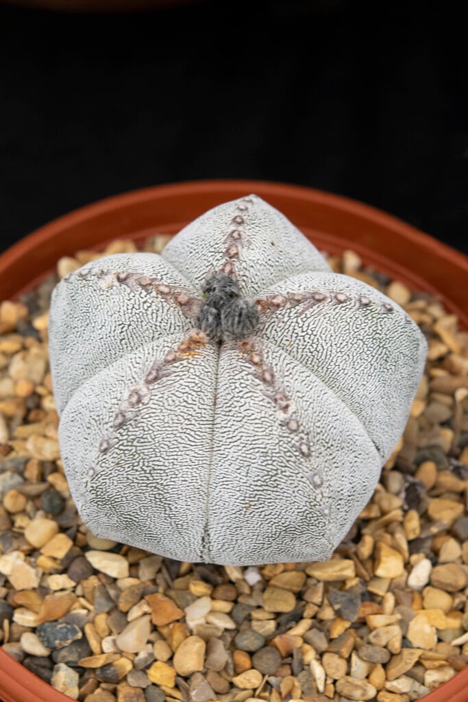 <i>Astrophytum</i> <i>myriostigma</i> 'Onzuka'