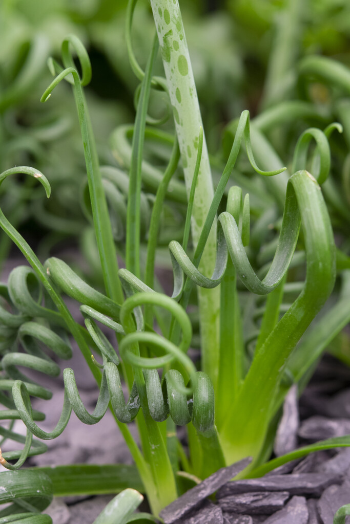 corkscrew albuca 'Frizzle Sizzle'