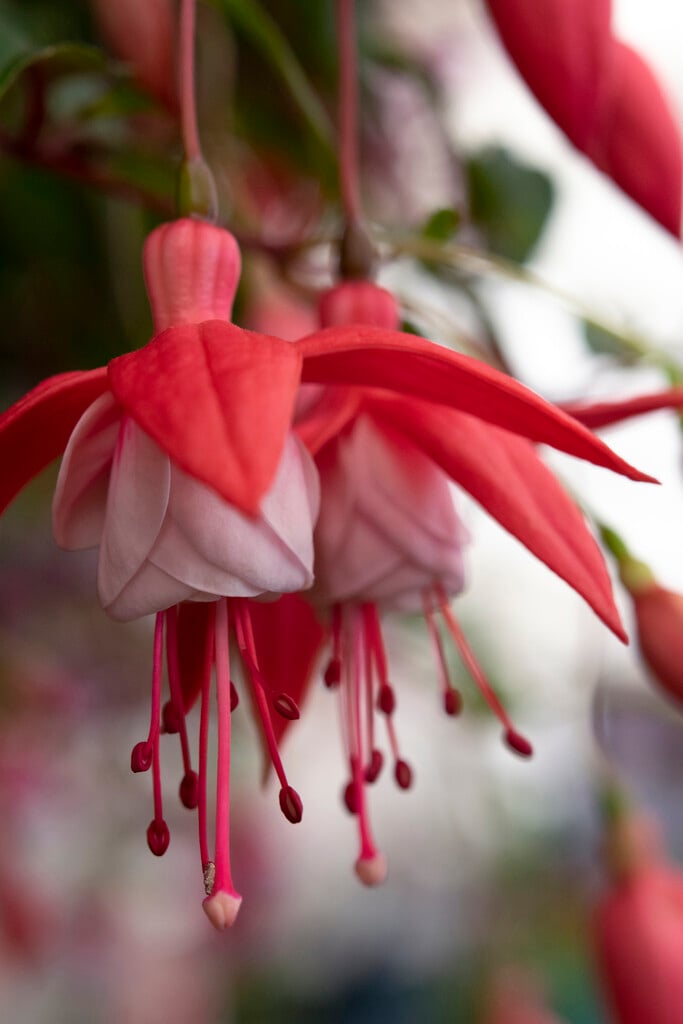 fuchsia 'Lady in Red'