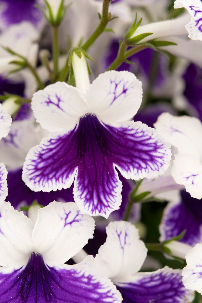<i>Streptocarpus</i> 'Marion'