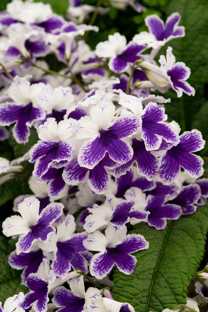 <i>Streptocarpus</i> 'Marion'