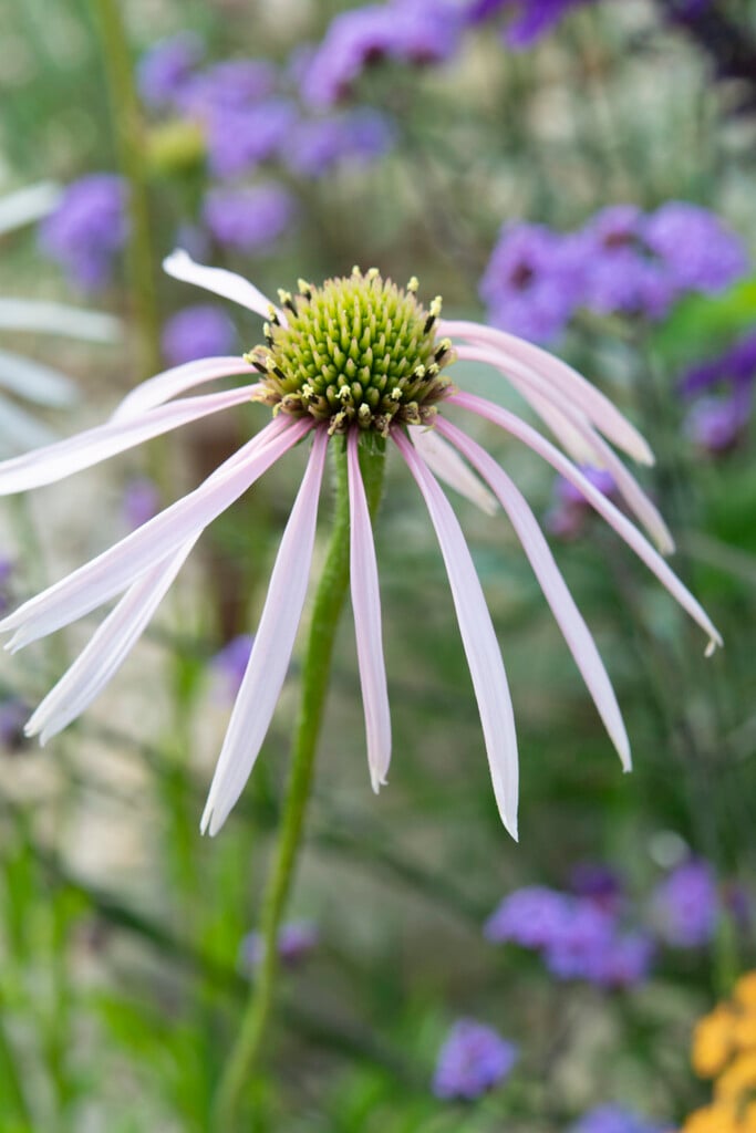 coneflower 'Hula Dancer'