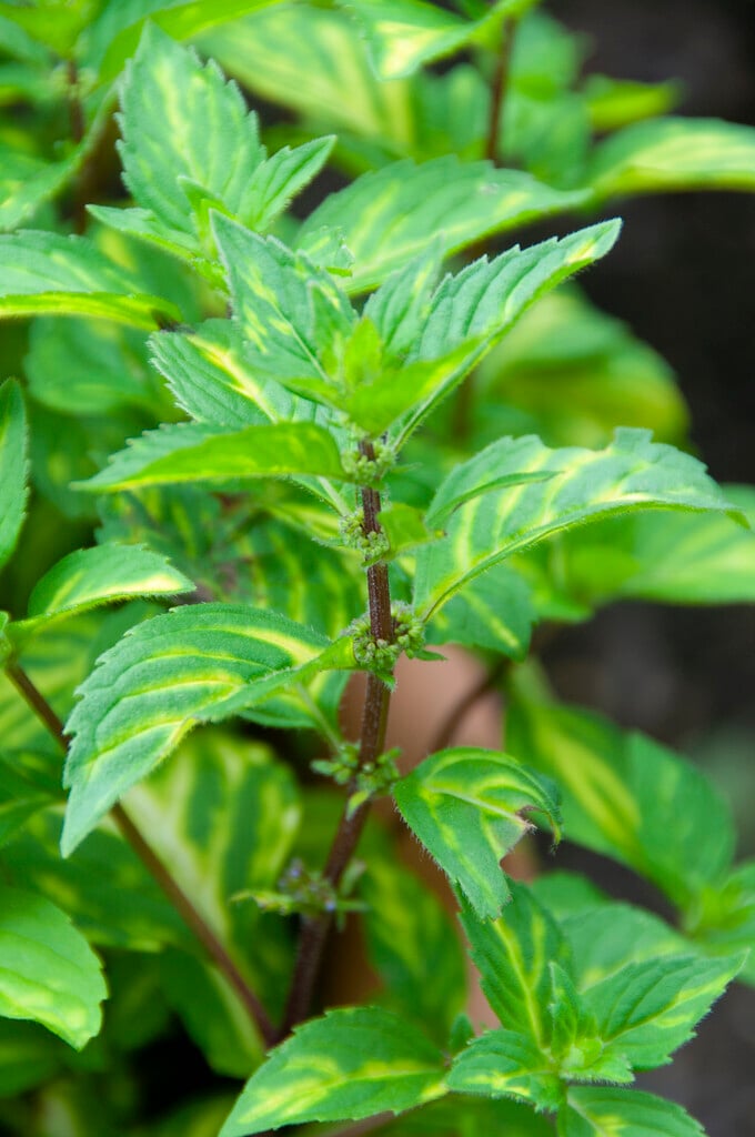 variegated ginger mint