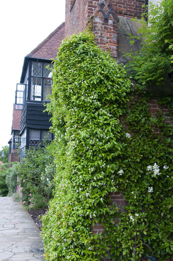 Asiatic jasmine